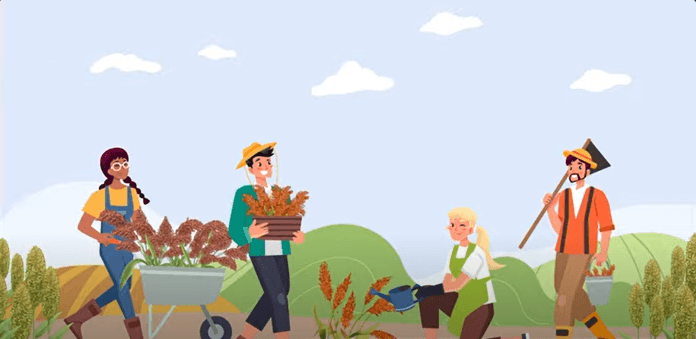 Sorghum: Renewable Solutions for a Sustainable Future